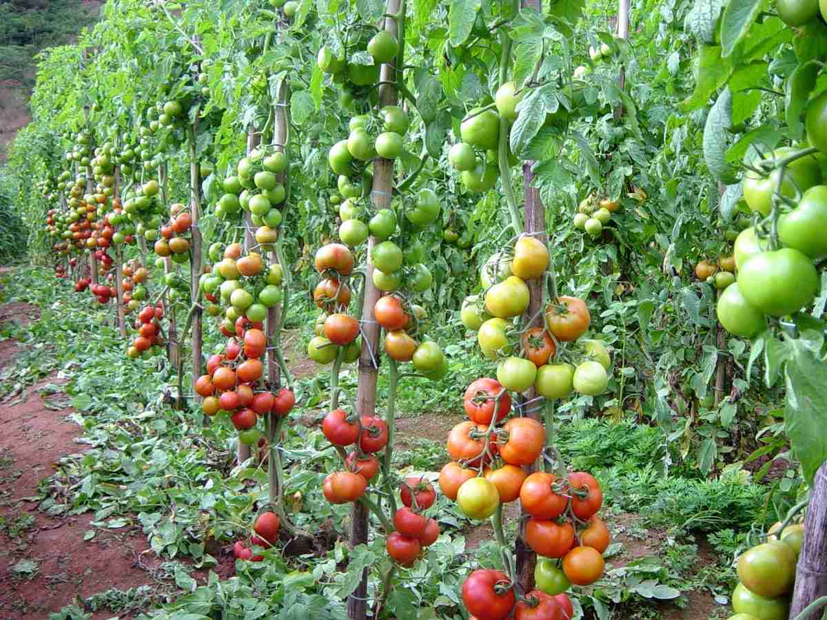 Produção de Tomate - AgricOnline Download